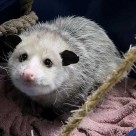 Untamed Opossums 